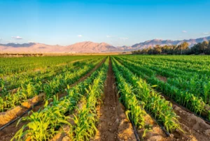 Solutions SEE - irrigation