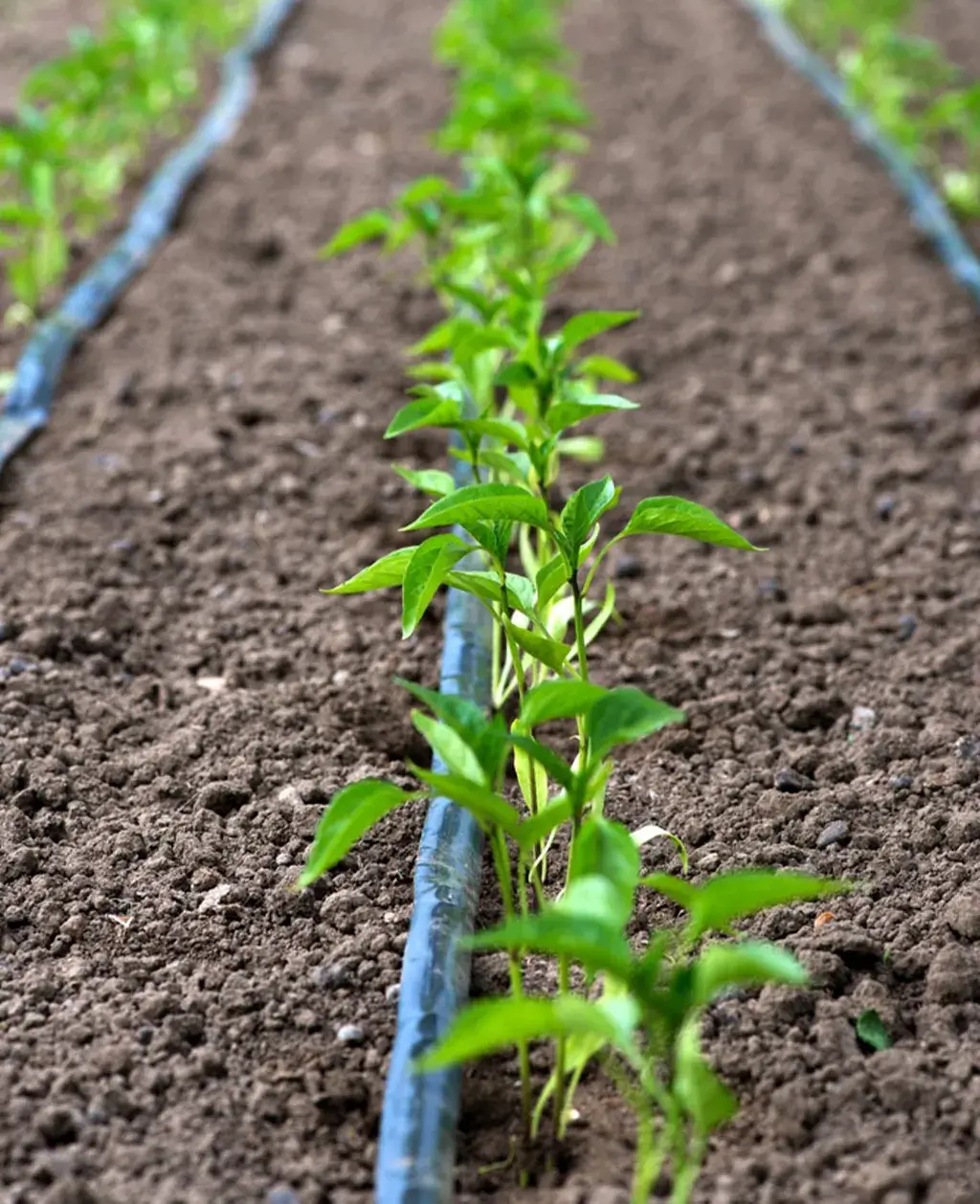 irrigation